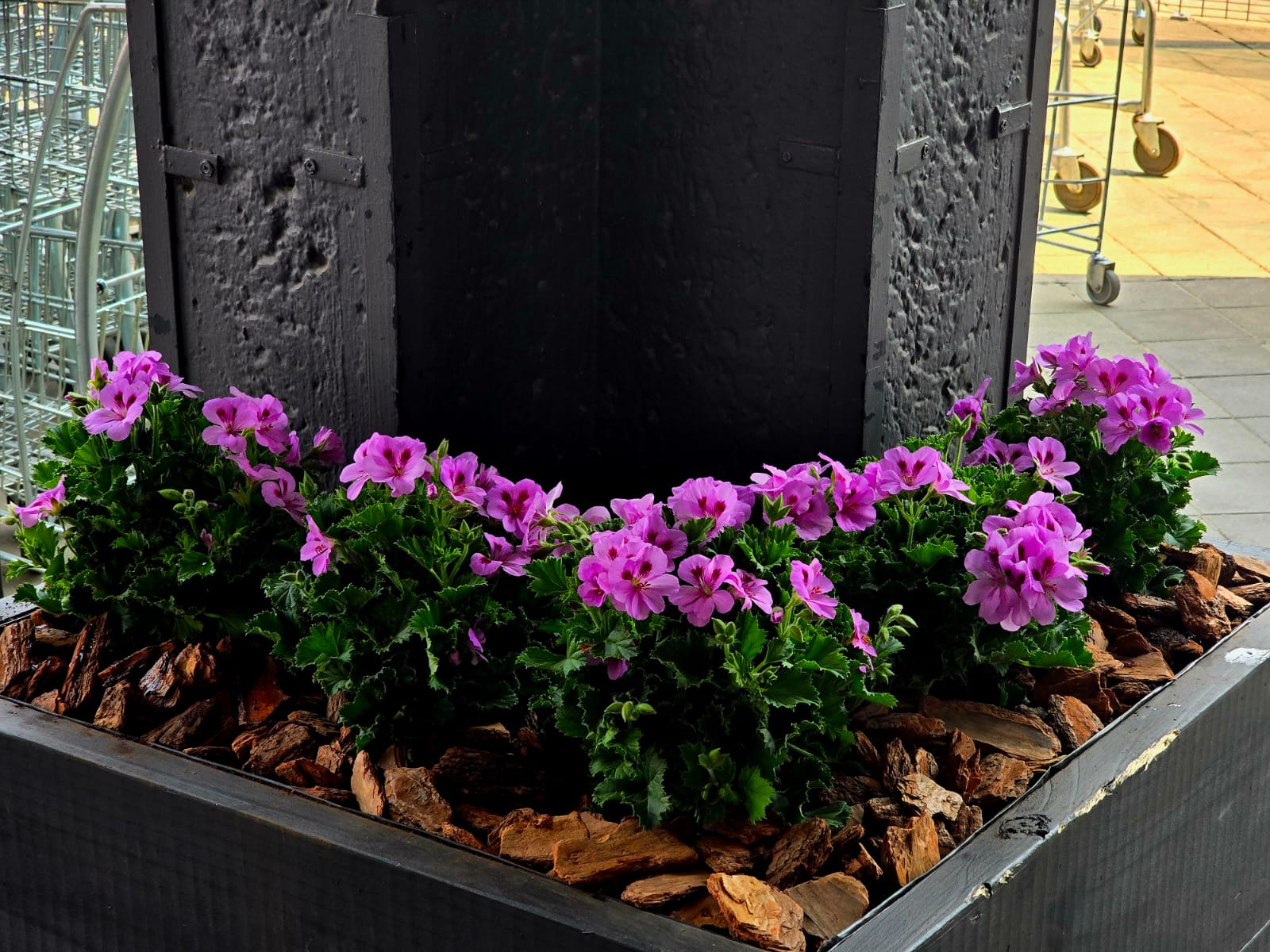 Corner planter with purple geraniums
